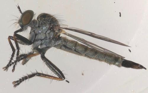 Réf. 326 912 : Cerdistus erythrurus